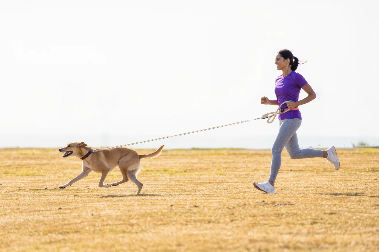 Photo d'illustration : Débuter le canicross avec son chien