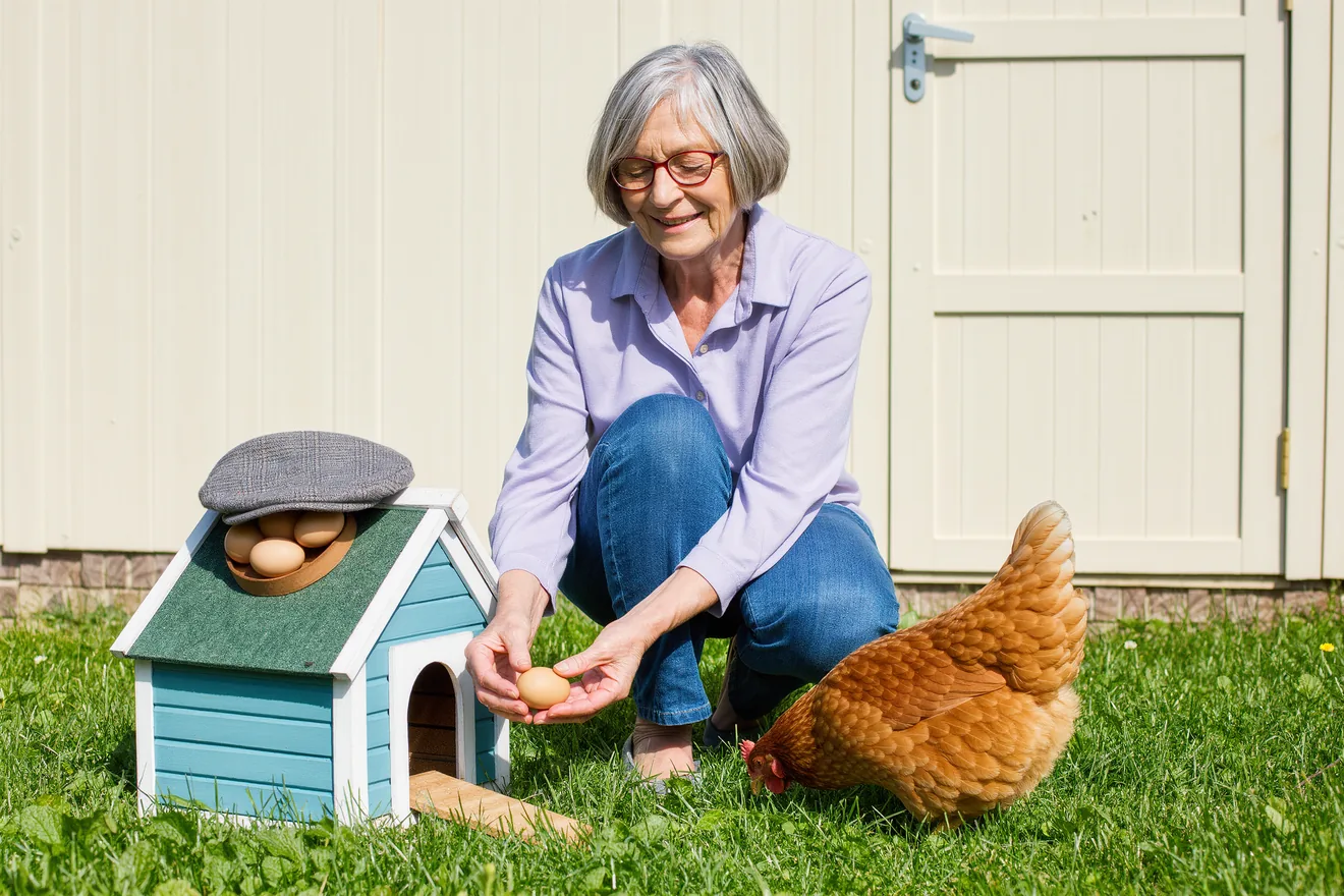 Photo d'illustration : Installer des poules dans son jardin