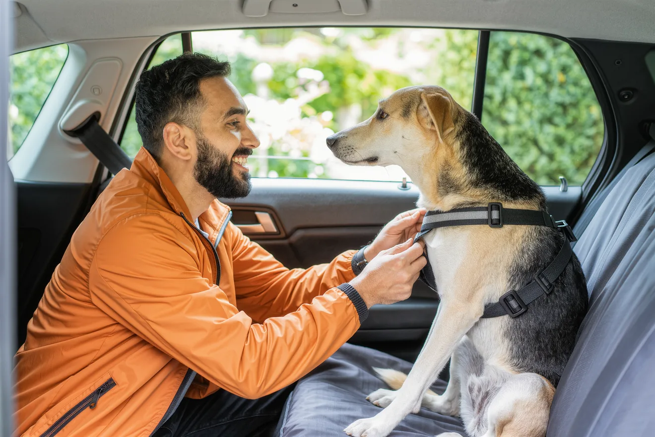 Photo d'illustration : Chien en voiture