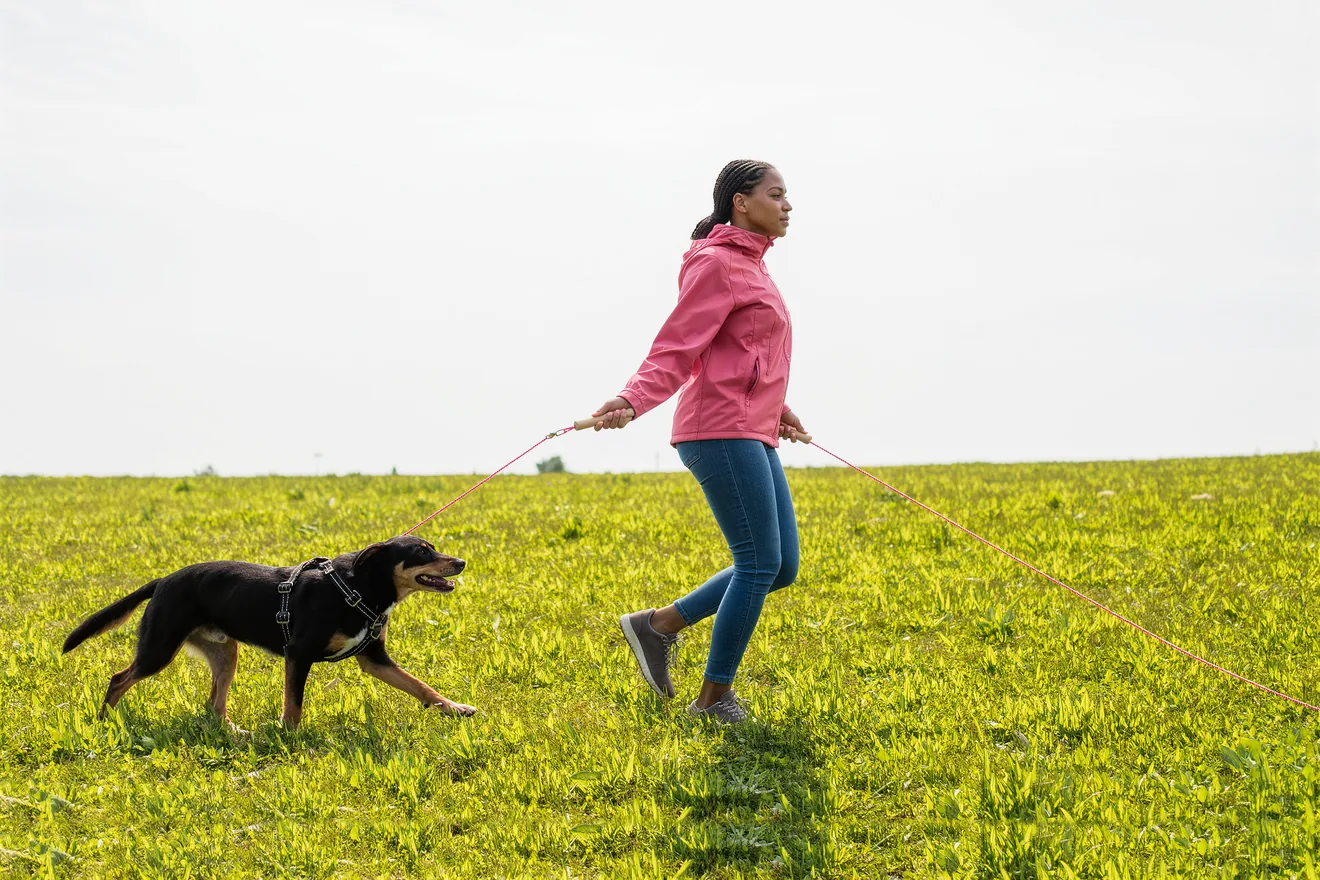 Photo d'illustration : Chien qui tire en laisse