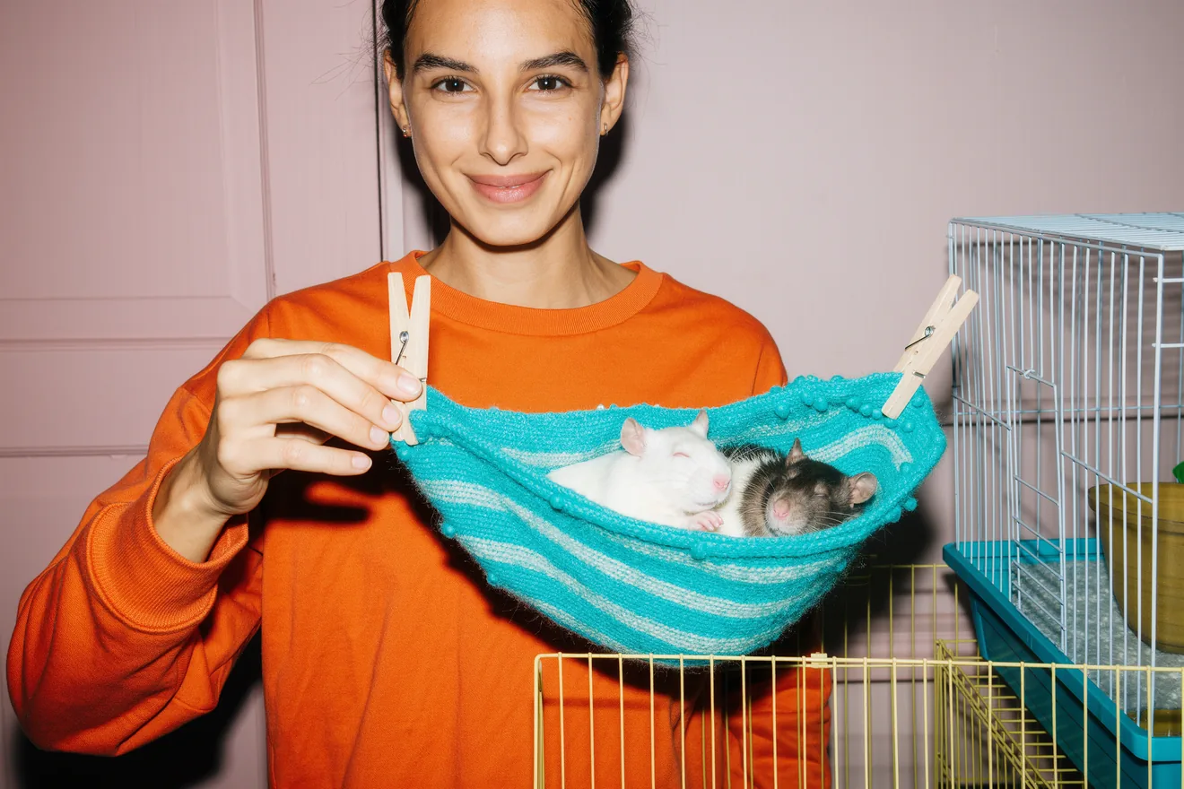 Photo d'illustration : Accueillir des rats