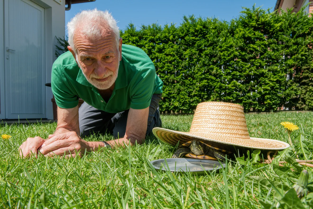 Photo d'illustration : Accueillir une tortue terrestre